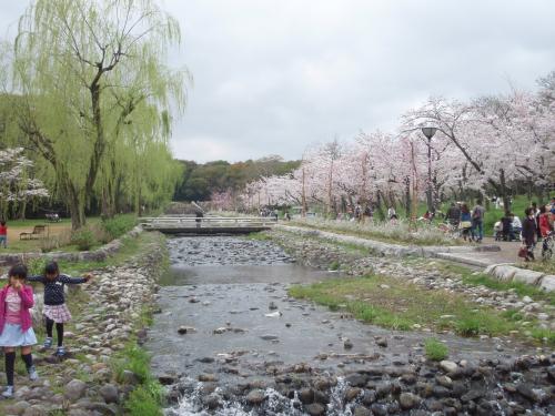 写真：万博1-8 桜の流れ（万博・自然文化園）