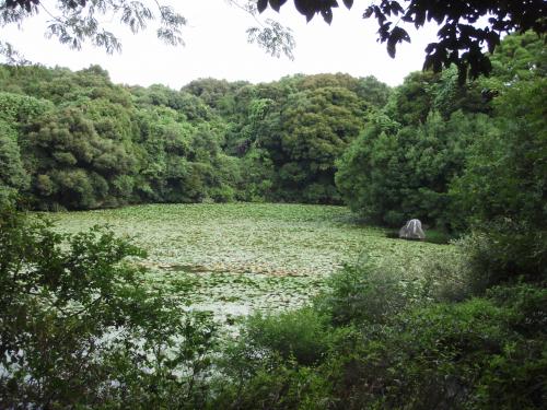 写真：万博1-15 水鳥の池（万博・自然文化園）