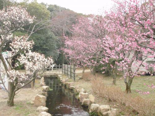 写真：万博1-16 梅林の水路（万博・自然文化園）