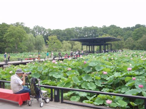 写真：万博2-2 はす池（万博・日本庭園）