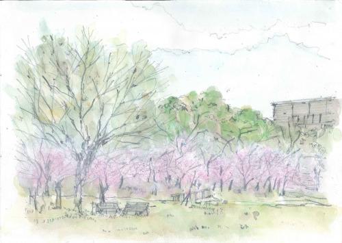 イラスト：5 万博公園「桜の流れ」