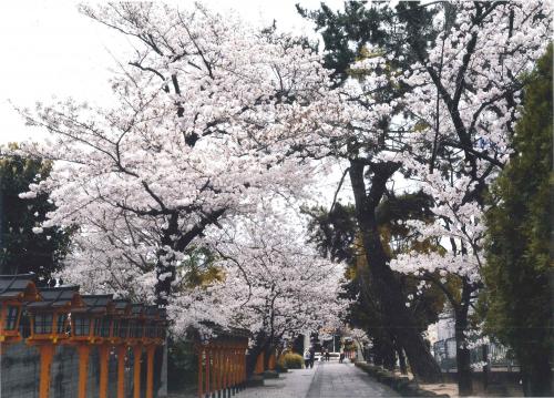 写真：11 参道の桜