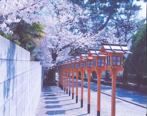 写真：12 片山神社の桜