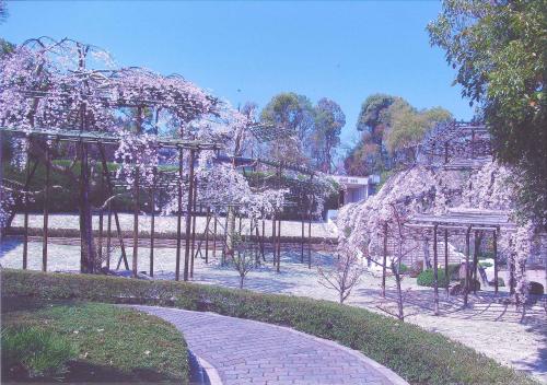写真：14 迎賓館のしだれ桜