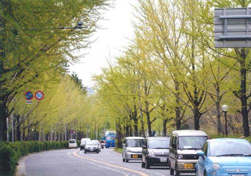 写真：28 春の銀杏通り