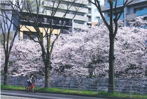 写真：43 春ランラン