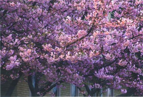 写真：45 河津桜