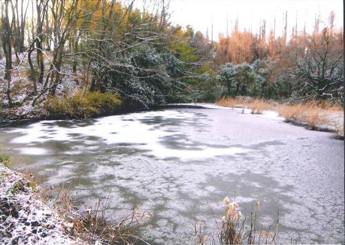 写真：51 今年も池が凍った