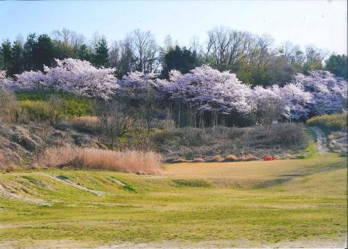 写真：52 北千里公園　桜　遠望