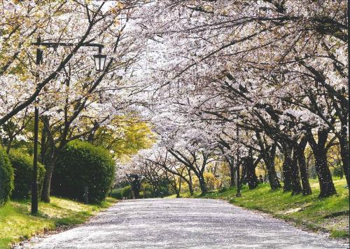 写真：53 花吹雪が始まる