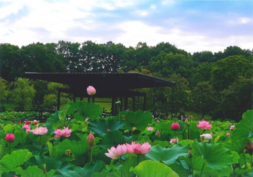 写真：67 夏を感じて