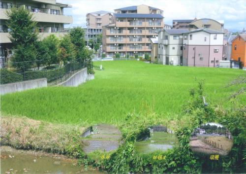 写真：73 佐井寺4丁目の稲田