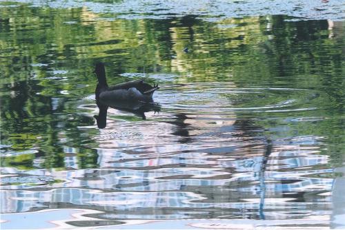 写真：76 光と遊ぶマガモ