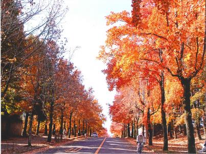 写真：晩秋の三色彩道1