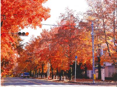 写真：晩秋の三色彩道2