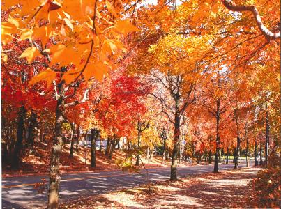 写真：晩秋の三色彩道3