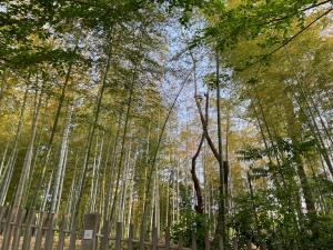 写真：吹田のたけやぶ