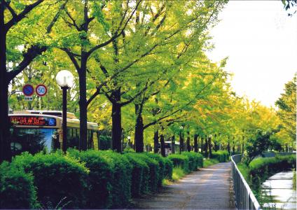 写真：心安らぐ銀杏並木