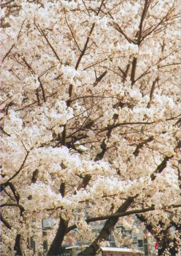 写真：桜