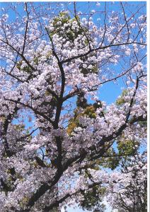 写真：末広公園桜満開