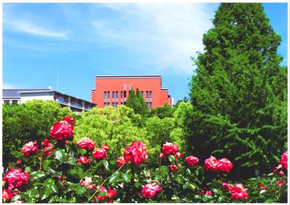 写真：バラと大学