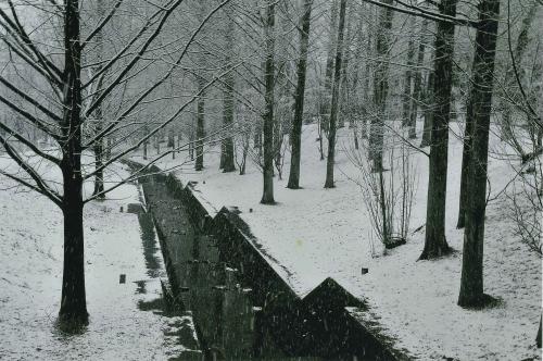 写真：22 メタセコイヤの四季冬