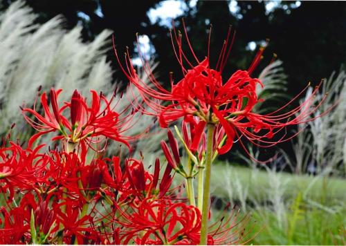 写真：33 火炎の花