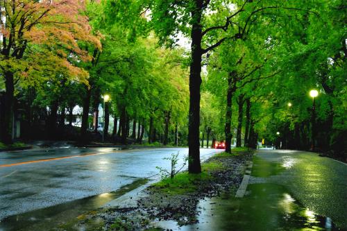 写真：41 雨の朝