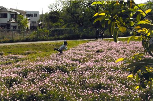 写真：54 吉志部の蓮華