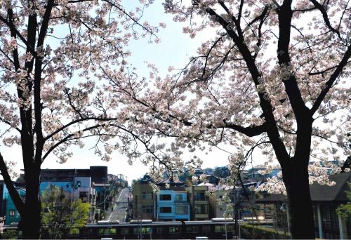 写真：57 関大前桜の坂