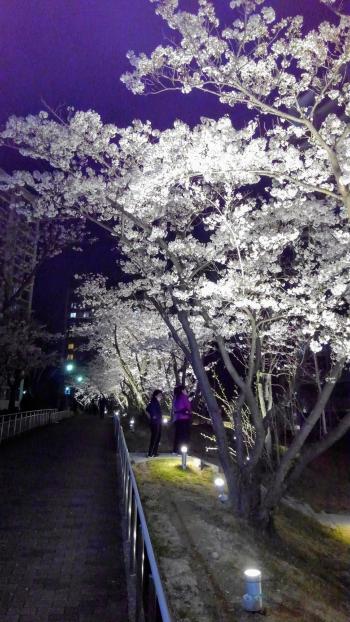 写真：60 UR竹見台団地さくら通りの夜桜