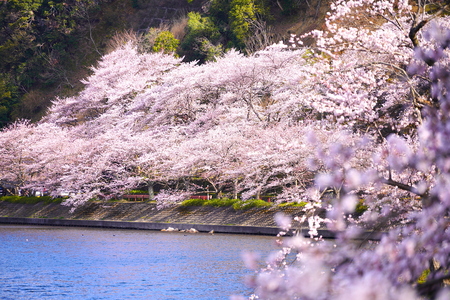 写真：海津大崎の桜