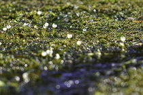写真：春の針江の梅花藻