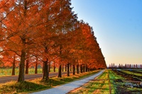 写真：紅葉のメタセコイア並木