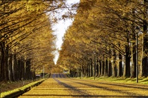 写真：秋のメタセコイア並木