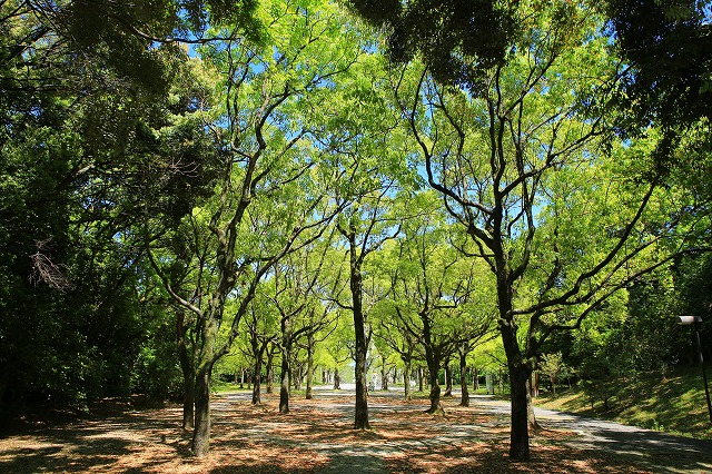 写真：春3