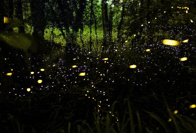 写真：6月