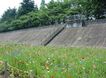 写真：花のギャラリー2