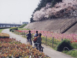 写真：花のギャラリー6