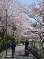 写真：花のギャラリー10