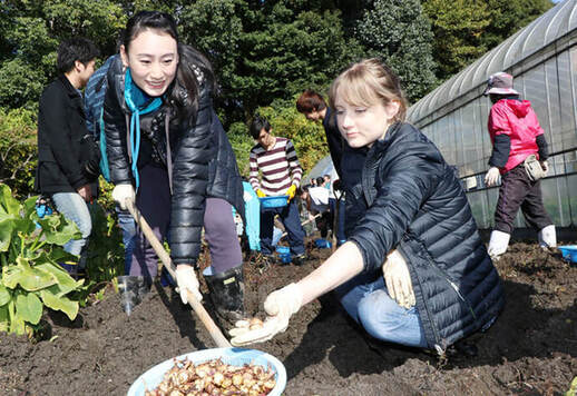 写真：学生が球根を掘り出している様子
