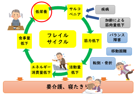 イラスト：フレイルサイクル