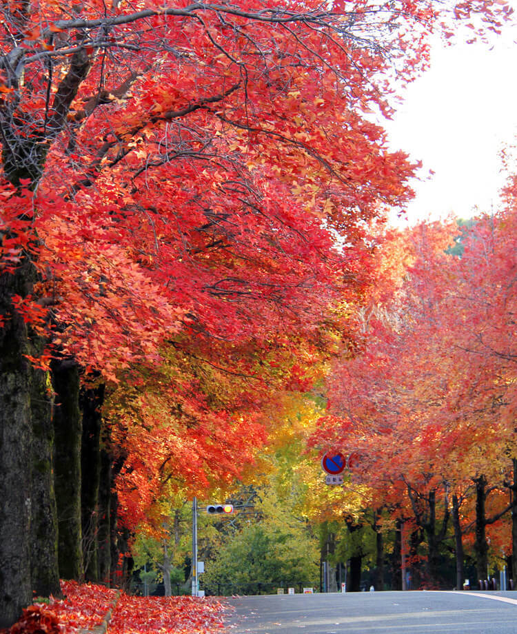 写真：三色彩道（さんしきさいどう）