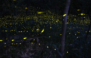 写真：ヒメボタルの発光