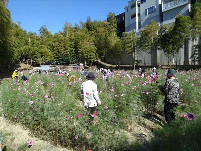 写真：花摘み会