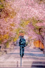 片山神社の桜とお辞儀する人