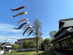 鯉のぼりと浜屋敷