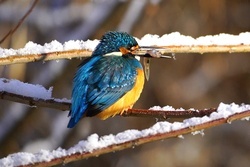 雪とカワセミ