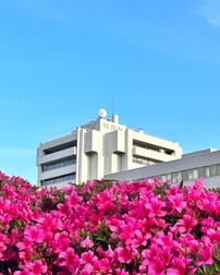 吹田市役所とサツキ