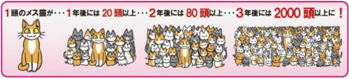 イラスト：猫の繁殖力　「1頭のメス猫が、1年後には20頭以上、2年後には80頭以上、3年後には2000頭以上に！」
